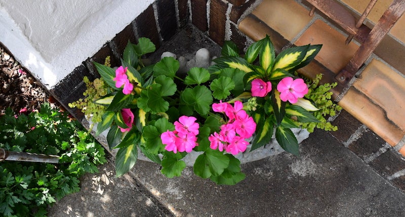 Pots of joy: Container gardening brings color to outdoor living space