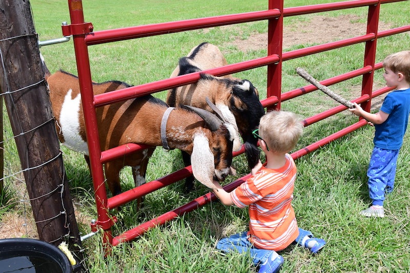 Creative cures: Family's goats help with simpler lifestyle
