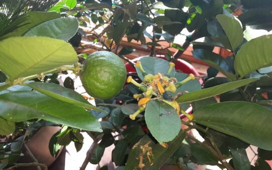 Citrus Hobby: Gardener enjoys growing ponderosa lemons